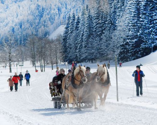 horse sleigh and cross-country skiing in ramsau