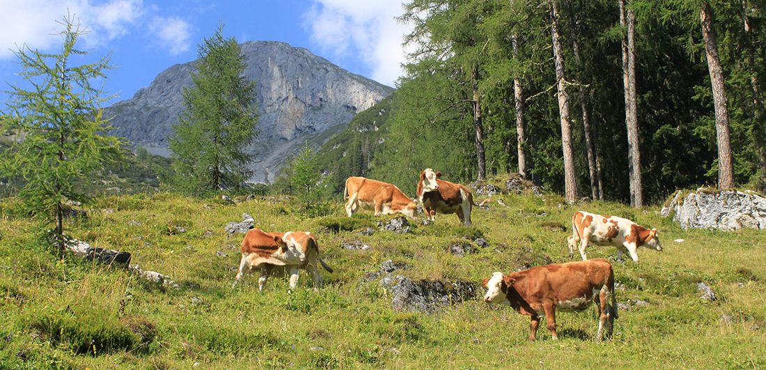 Kühe auf der Almwiese Kühe auf der Almwiese