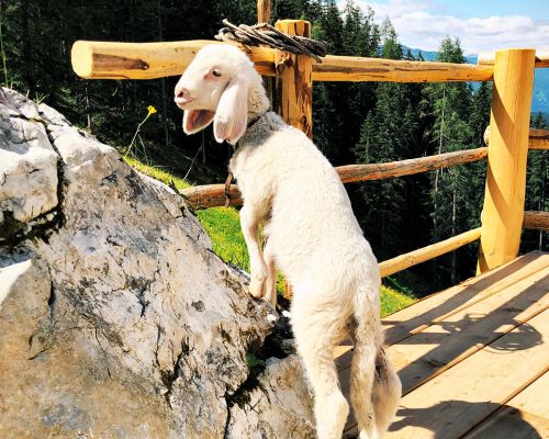 Tiere auf der Lärchbodenalm, Lamm