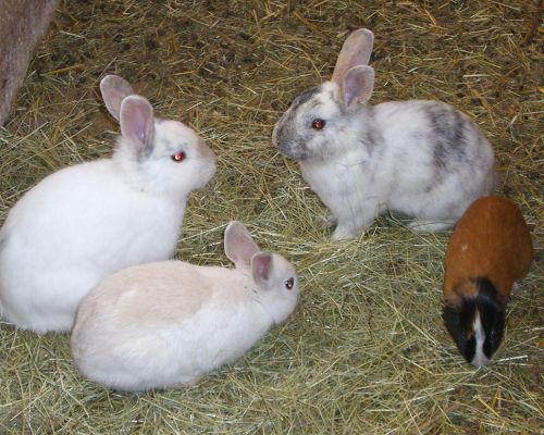 farm animals, rabbits