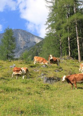 Cows on the alpine meadow