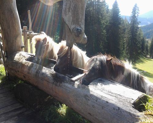 Ponys am Brunnen auf der Lärchbodenalm