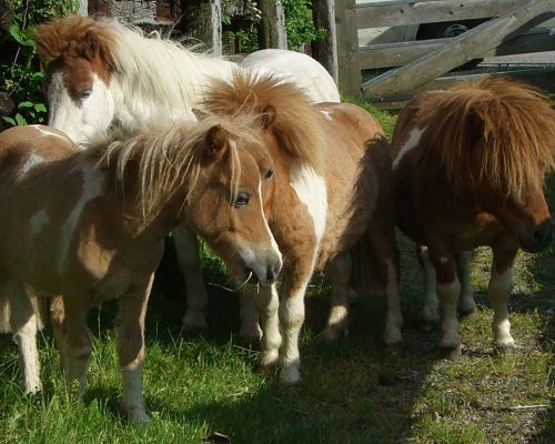 ponies