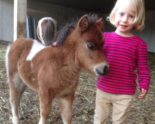 stroke the mini ponies