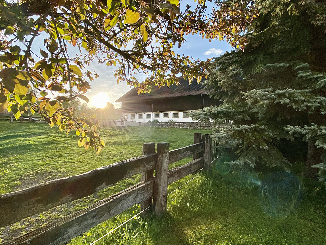 Sonnenaufgang mit Blick zum Stallgebäude vom Bio-Bauernhof Simonbauer mit Apartments, Ferienhaus, Penthaus und Zimmer in Ramsau am Dachstein